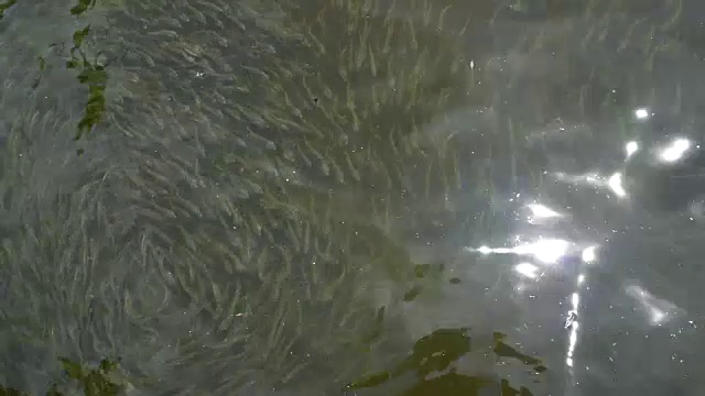 巴西弗洛里亚诺波利斯的鱼群视频素材