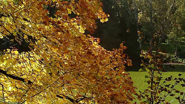 湖岸上秋色金黄的树叶视频素材