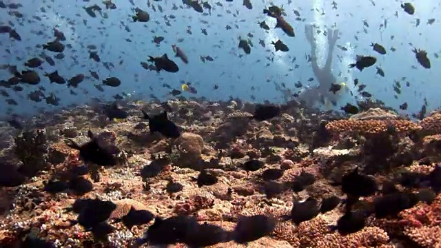 水肺潜水员水下在马尔代夫学校鱼的背景。视频素材