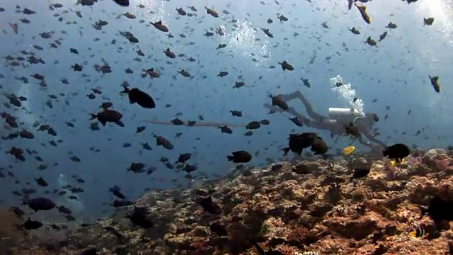 水肺潜水员水下在马尔代夫学校鱼的背景。视频素材