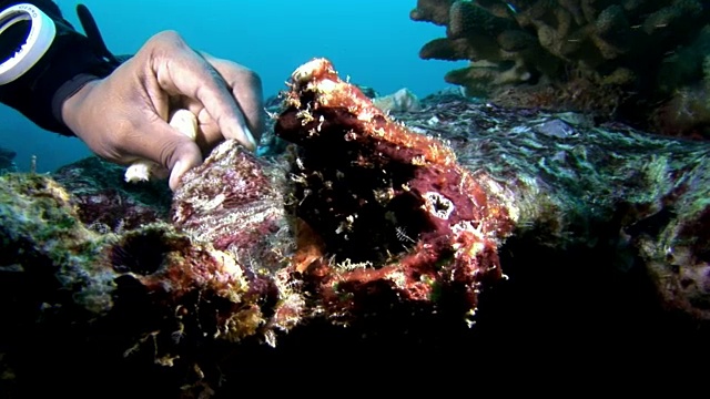手和水肺潜水员在深海海底触摸珊瑚。视频素材