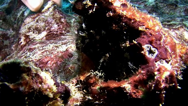 手和水肺潜水员在深海海底触摸珊瑚。视频素材
