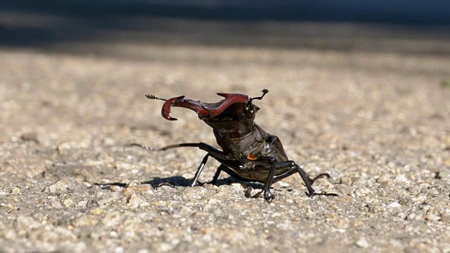 甲壳虫在柏油路上爬行。Lucanus cervus视频下载
