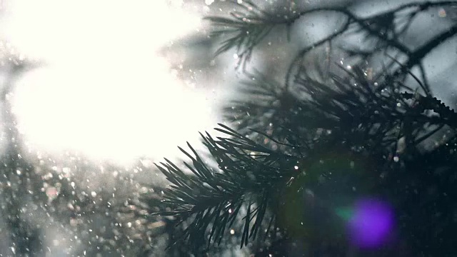 冬季阳光明媚的抒情场景与低太阳和镜头光晕在框架，松枝和雪，闪烁在慢动作。视频素材