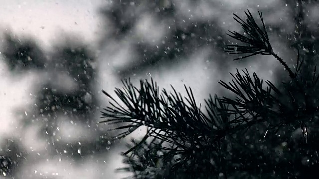 冬天阳光明媚的抒情场景与松枝和雪，闪闪发光的森林或公园模糊的背景在慢镜头。视频素材