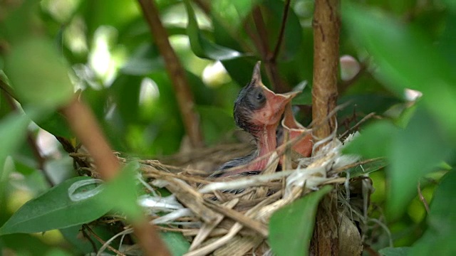 SLO MO饥饿的小鸟在巢里。视频素材