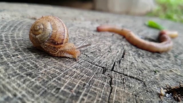蜗牛行走-雨水蠕虫视频下载