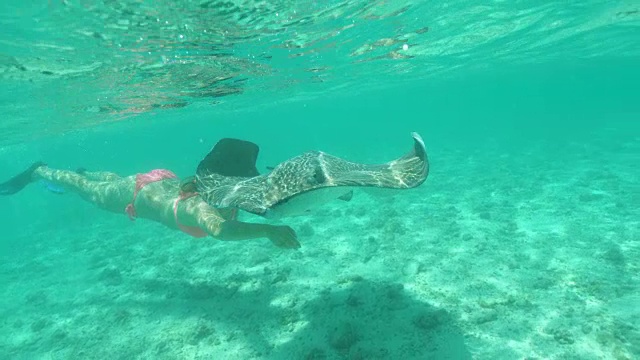 水下:一名年轻女子潜水在透明的太平洋中喂一只饥饿的黄貂鱼。视频下载