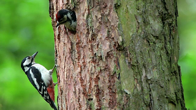 大斑点啄木鸟，大树枝鸟，正在喂养一只雏鸟视频素材