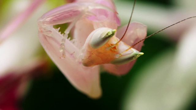兰花螳螂清洁前肢的特写(印尼)视频素材