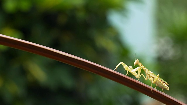 在植物茎上行走的宝石花螳螂(印度尼西亚)视频素材