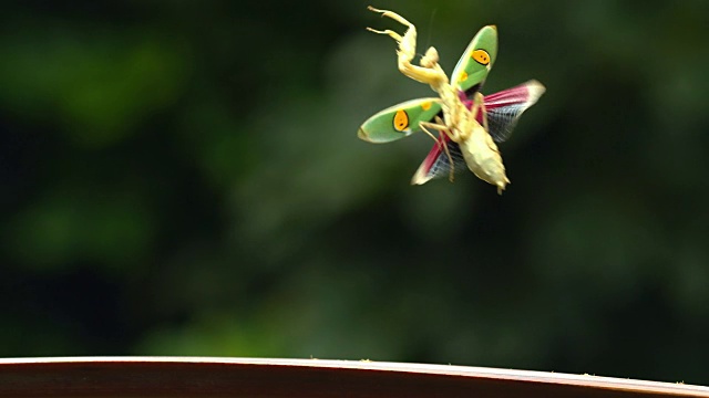 宝石花螳螂展翅飞翔的慢镜头(印尼)视频素材