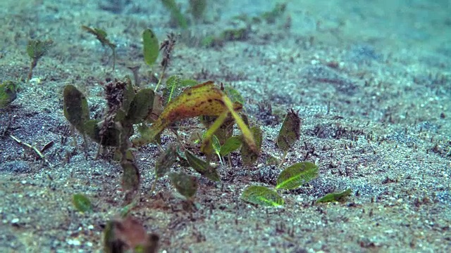 粗壮鬼尖鱼伪装成海藻(印度尼西亚)视频素材