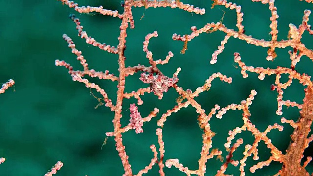 伪装成珊瑚的华丽鬼嘴鱼(印度尼西亚)视频素材
