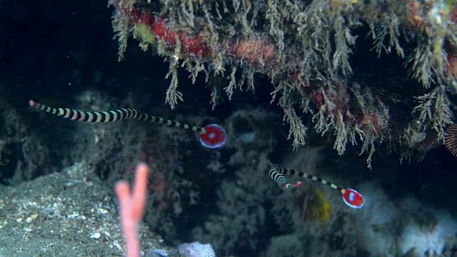 条纹尖嘴鱼(Doryrhamphus dactyliophorus)伪装游泳(印度尼西亚)视频素材