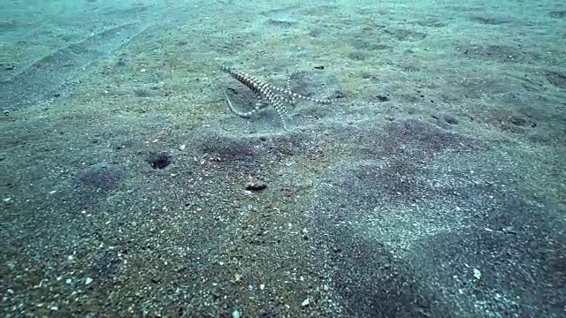 模仿章鱼(Thaumoctopus mimicus)在海下游动(印度尼西亚)视频素材