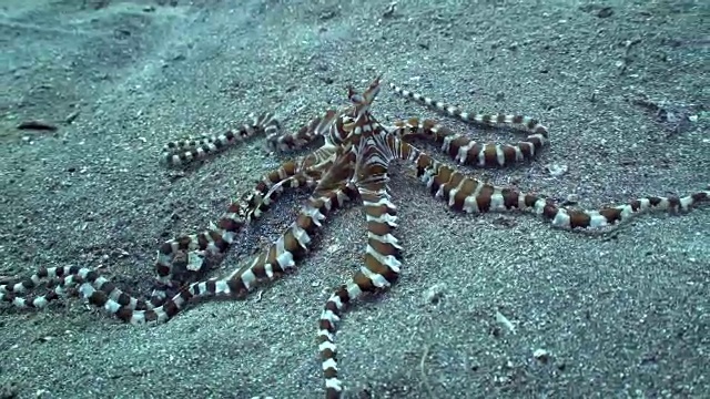 海底拟态章鱼(Thaumoctopus mimicus)(印度尼西亚)视频素材