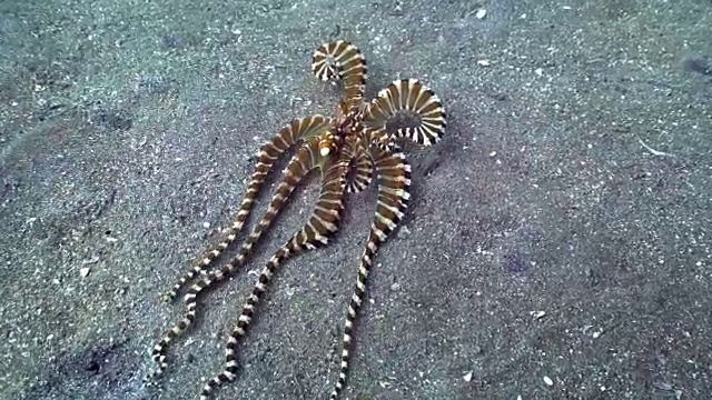 模仿章鱼(Thaumoctopus mimicus)模仿狮子鱼(印度尼西亚)视频素材