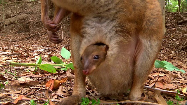 小袋鼠从袋鼠妈妈的育儿袋里探出头来(印度尼西亚)视频素材