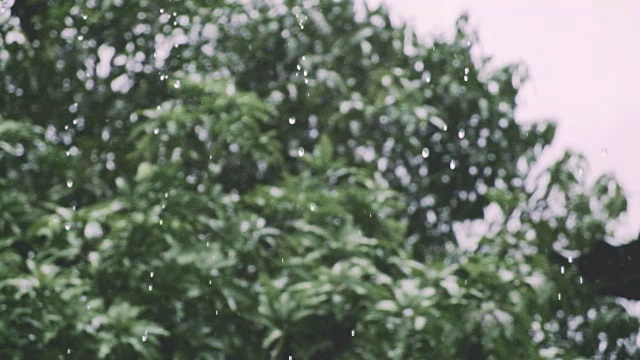 热带雨水水滴落在花园里，大自然多雨视频素材