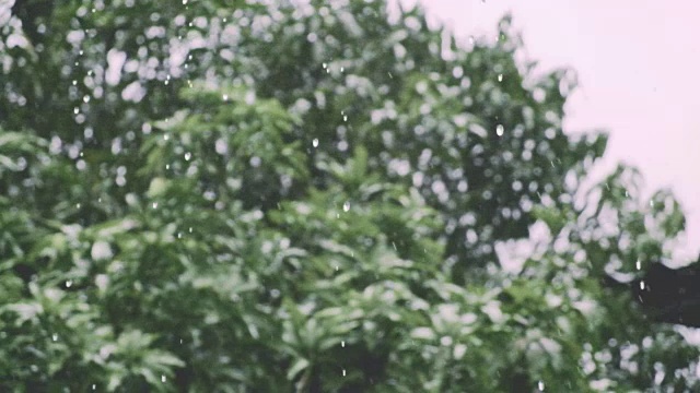 热带雨水水滴落在花园里，大自然多雨视频素材