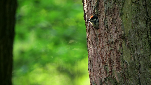 大斑点啄木鸟，大树枝鸟，正在喂养一只雏鸟视频下载