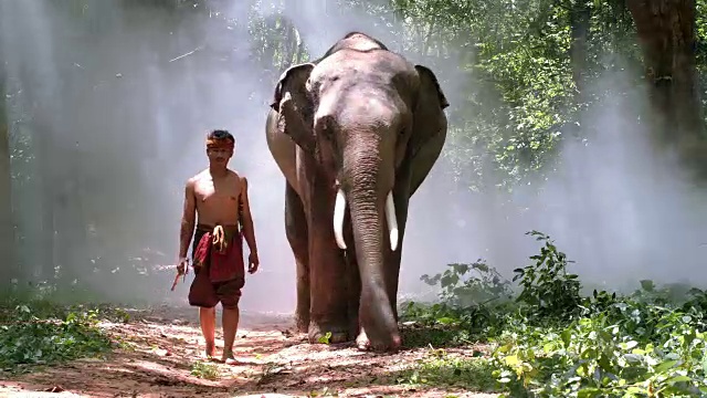 年轻人和可爱的大象一起散步。视频素材