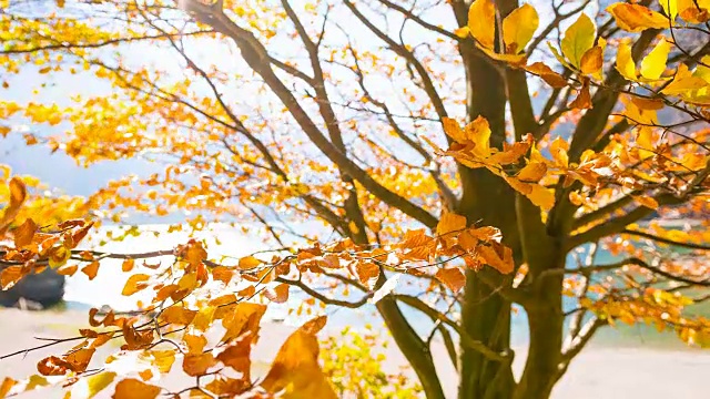 秋天落叶树的树枝视频素材