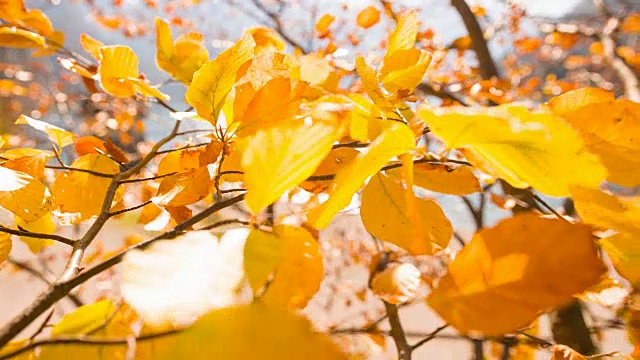 秋天，树枝上五颜六色的叶子在风中飞舞视频素材