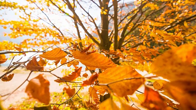 秋天，树枝上五颜六色的叶子在风中飞舞视频下载