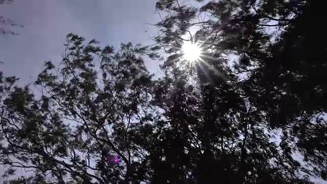 4k:强烈的阳光穿过树冠视频素材