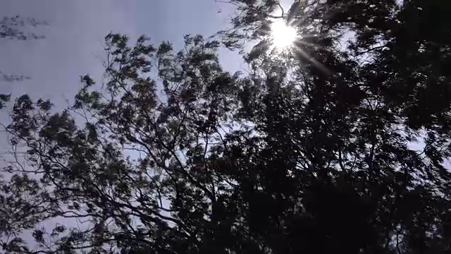 4k:强烈的阳光穿过树冠视频素材