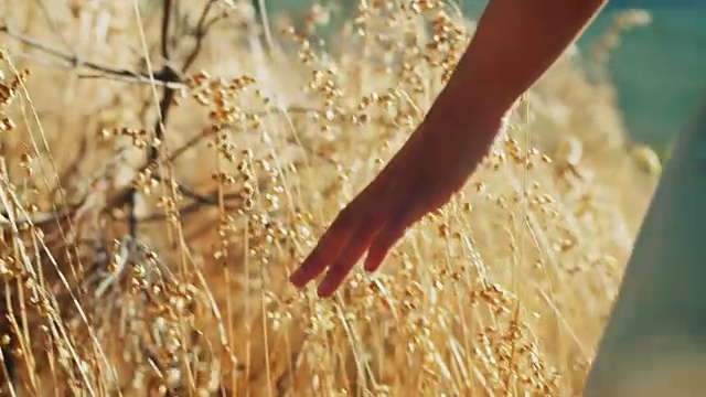 在草地上触摸鲜花的女人视频素材