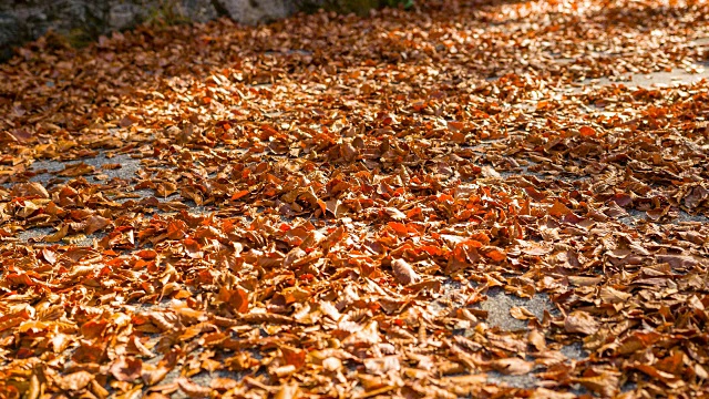 在树叶覆盖的道路上行驶在秋天视频下载
