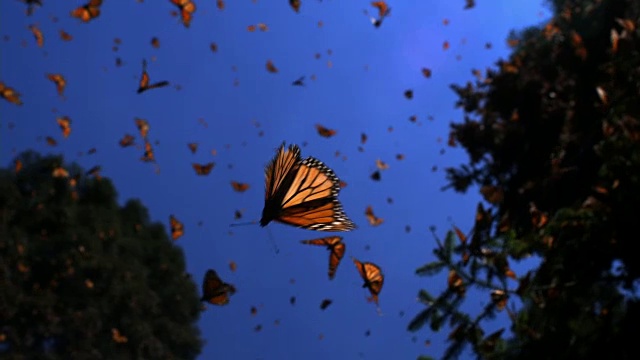 一群帝王蝶在森林空地上飞行的SLOMO LA轨迹视频素材