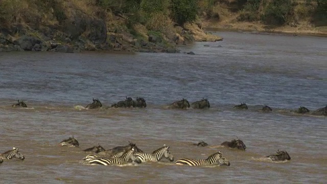 斑马和牛羚穿过马赛马拉的马拉河视频素材