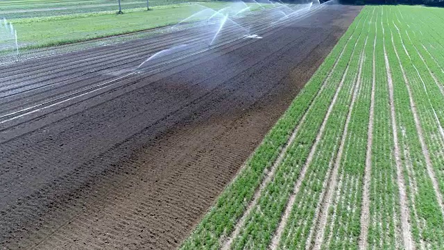 商业蔬菜园的灌溉视频素材