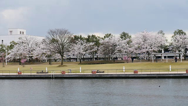 4k樱花树或樱花在富山，日本视频素材