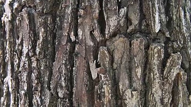 树皮视频素材