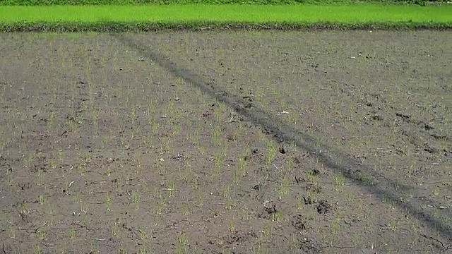 稻田里的小水稻视频下载
