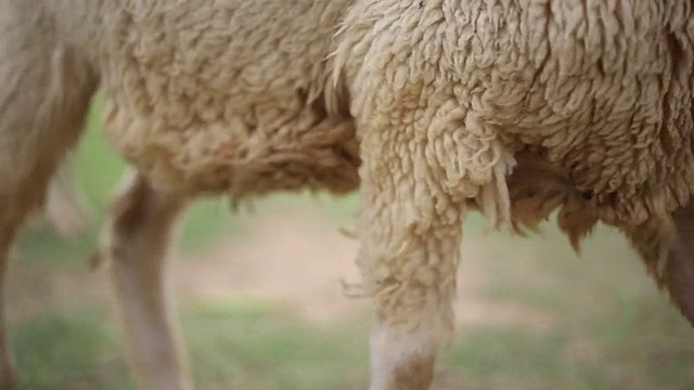 农场里饥饿的羊，生计白羊视频下载
