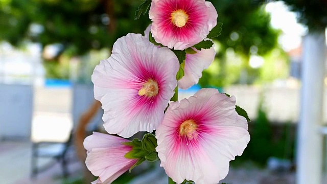 锦葵(玫瑰葵)粉红色的花在黑色的背景，特写视频素材