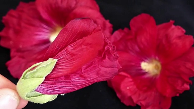 红色锦葵花视频素材