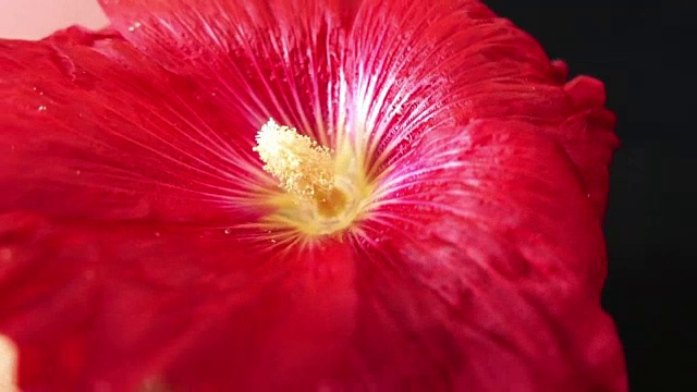 红色锦葵花视频素材