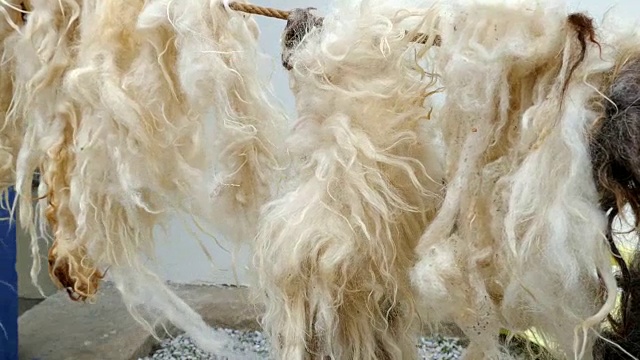 清洗羊羊毛,视频素材