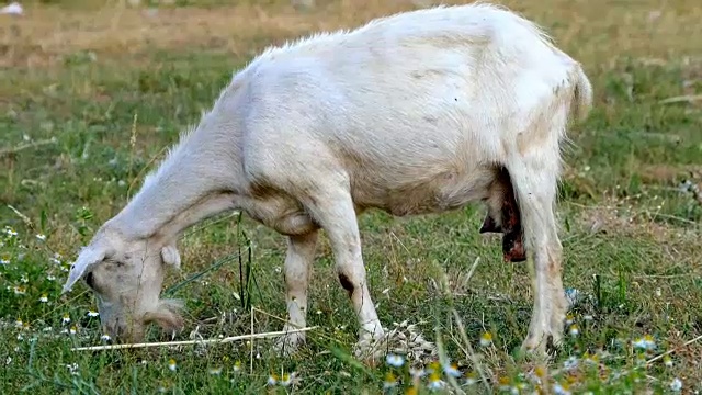 那只带角的白山羊正在田野上蔓延，视频素材