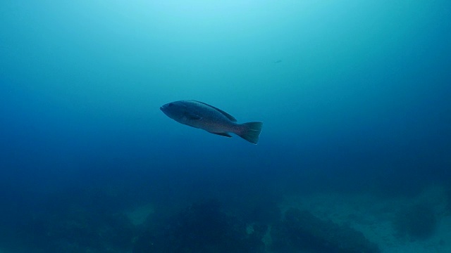海底的石斑鱼视频下载