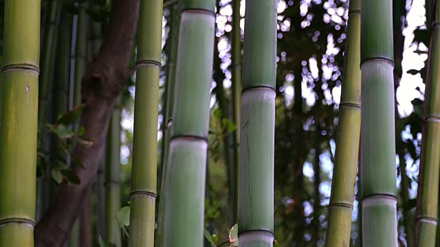 亚洲的竹林墙。视频下载