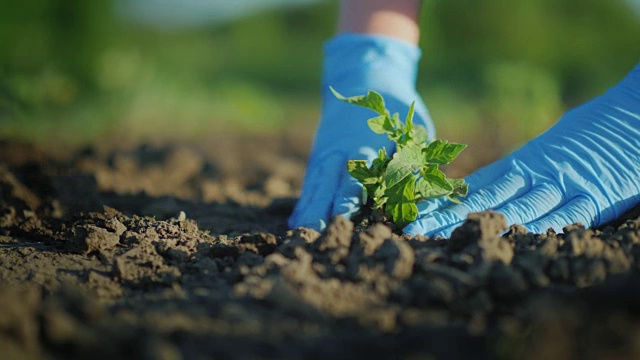 在地里种一株西红柿幼苗。用手轻轻地按嫩苗周围的地面视频素材