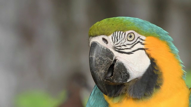 在野外缺乏自由生活的鸟，Macore鸟抓住树枝。视频下载